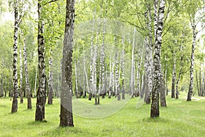 Summer birch trees in forest, beautiful birch grove, birch-wood