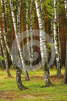 Summer birch wood