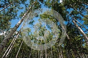 Summer birch wood