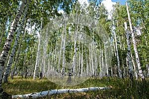 Summer birch wood