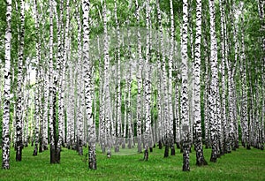Summer birches trees