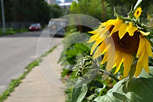 Summer Birth of Sun Flowers