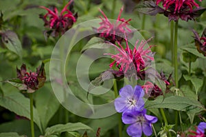 summer bloom of vibrent red Crimsom Monarda didyma Scarlet beebalm flowers