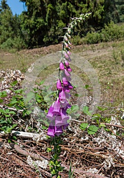 Summer blooming foxglove wildflowers, Digitalis purpurea, grow in a meadow at the edge of the forest