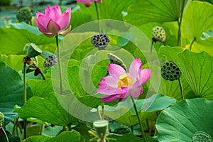 Summer blooming lotus and fruiting lotus, green lotus leaf background.