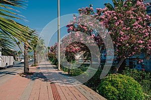 Summer blooming oleander flowers in residential area on Alanya street