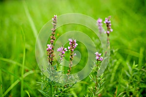 Summer blooming purple thorn loosestrife and purple lythrum on a green blurred background.