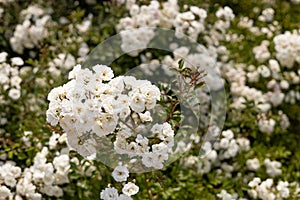 Summer blossom of fragrant white roses flowers. Floribunda Roses. Little white multiflowered garden roses. Groundcover