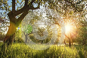 Summer blossoming apple orchard at sunrise. Bright warm sunlight in green garden in early morning. Trees in green garden photo