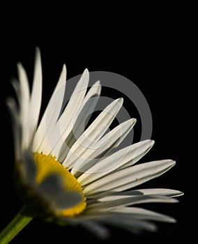 Summer blossoming camomiles flower- macro photo