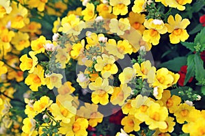 Summer blossoming delicate nemesia flowers, garden blooming festive background