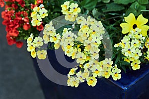 Summer blossoming delicate Nemesia or Sansatia flowers.