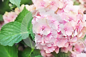 Summer blossoming pink hydrangea flower in garden