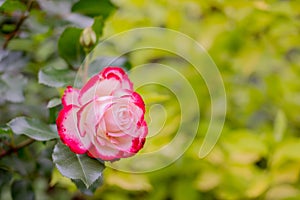 Summer blossoming pink roses on green nature background, selective focus. Copy space.Fresh bud of a blossoming red pink