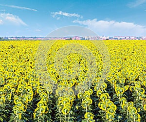 Summer blossoming sunflowers  Helianthus annuus field and town on horizont