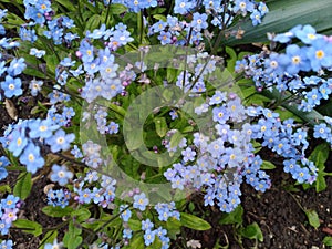 Summer. Blue flowers. Forget-me-nots.