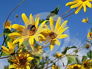 Summer blue sky yellow flowers with a bumblebee