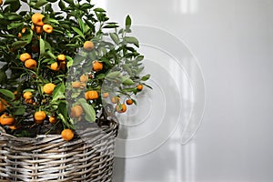 Summer botany still life, banner. Blurred tangerine, citrus calamondin fruit tree in wicker flower pot. Empty white wall