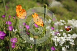 Summer bouquet of orange poppies, small violet and white flowers in green grass