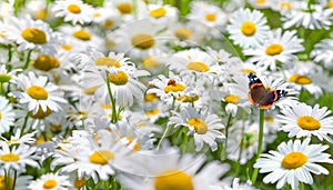 Summer bright landscape with beautiful wild flowers camomiles.