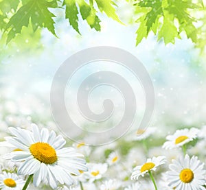 Summer bright landscape with daisy wildflowers in the meadow.