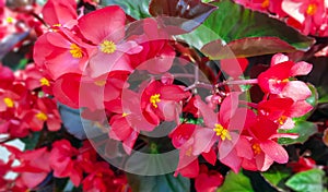 Summer bright red begonias close up