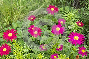 A bright red daisy called PyrÃÂ©thrum