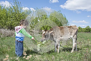 Summer bright sunny day smiling little girl feeding little calf