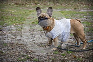 In summer  a brown French bulldog dressed in a vest in the park photo