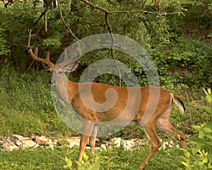 Summer Buck