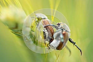 summer bugs on a cereal ear