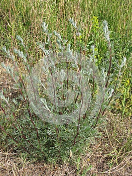 Summer bush of wormwood in the meadow