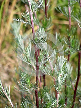 Summer bush of wormwood in the meadow on a dark blurred background