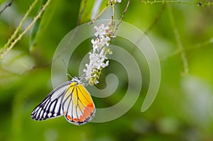 Summer butterflies