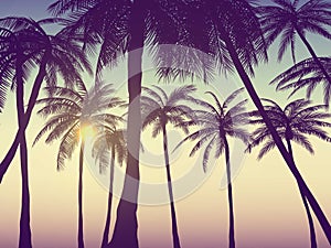 Summer california tumblr backgrounds set with palms, sky and sunset. Summer placard poster flyer invitation card. photo