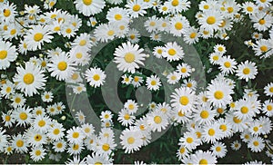 Summer camomile flowers background