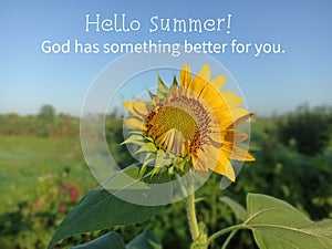 Summer card with spiritual inspiraitonal quote - Hello Summer. God has something better for you. With sunflower plant growth. photo