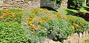 Summer carnation blossom by the stone wall