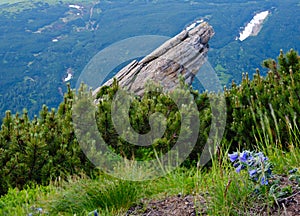 Summer Carpathian mountain landscape