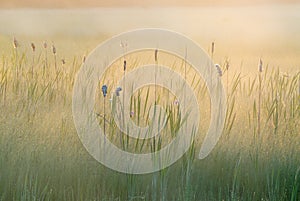 Summer Cattail Marsh