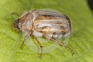 Summer chafer (Amphimallon solstitiale)