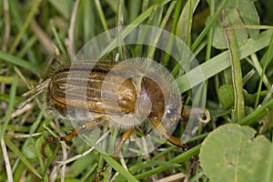Summer Chafer