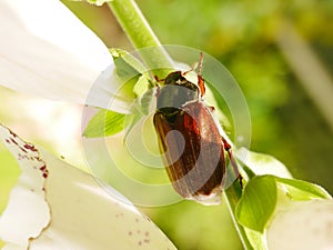 Summer Chafer