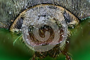 Summer chafer or European june beetle, Amphimallon solstitiale, head closeup