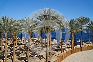 Summer chaise lounges under an umbrella on sandy sea beach and palms in hotel Egypt, Sharm el Sheikh, concept time to