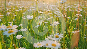 Summer chamomile field. Daisy flower on a sunny summer day. White daisies in a green field. Close up.