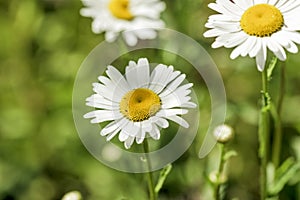 Summer chamomile flowers