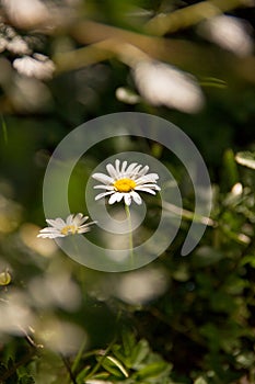 Summer chamomiles through the foliage of trees