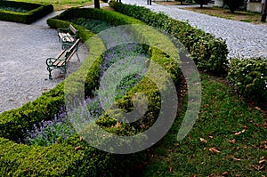 Summer chateau parterre with boxwood hedges honestly trimmed, around which the path leads along the path of beige compacted gravel