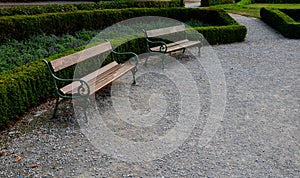 Summer chateau parterre with boxwood hedges honestly trimmed, around which the path leads along the path of beige compacted gravel